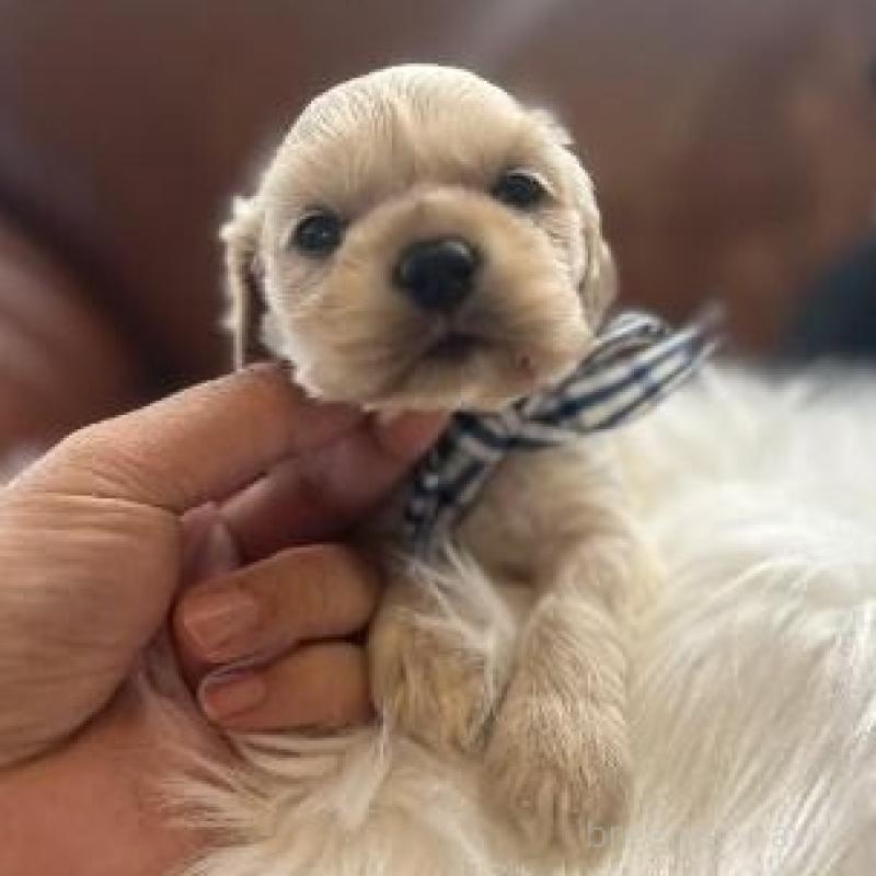 販売中の埼玉県のアメリカンコッカースパニエル-439115の1枚目