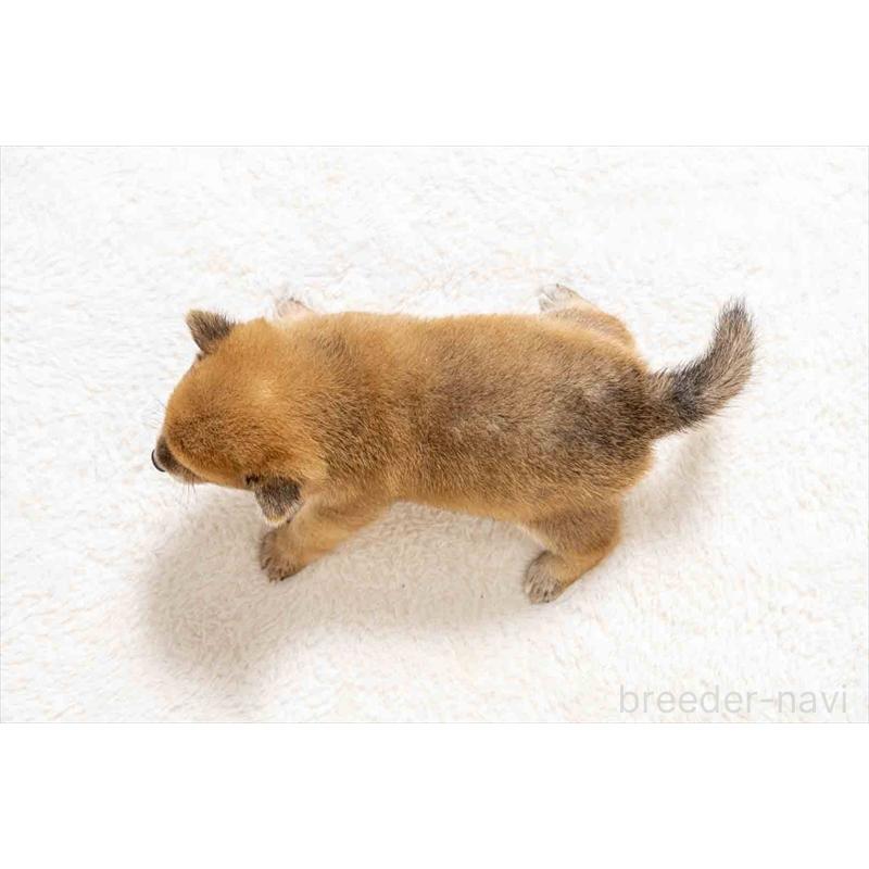 販売中の大分県の豆柴-439116の5枚目