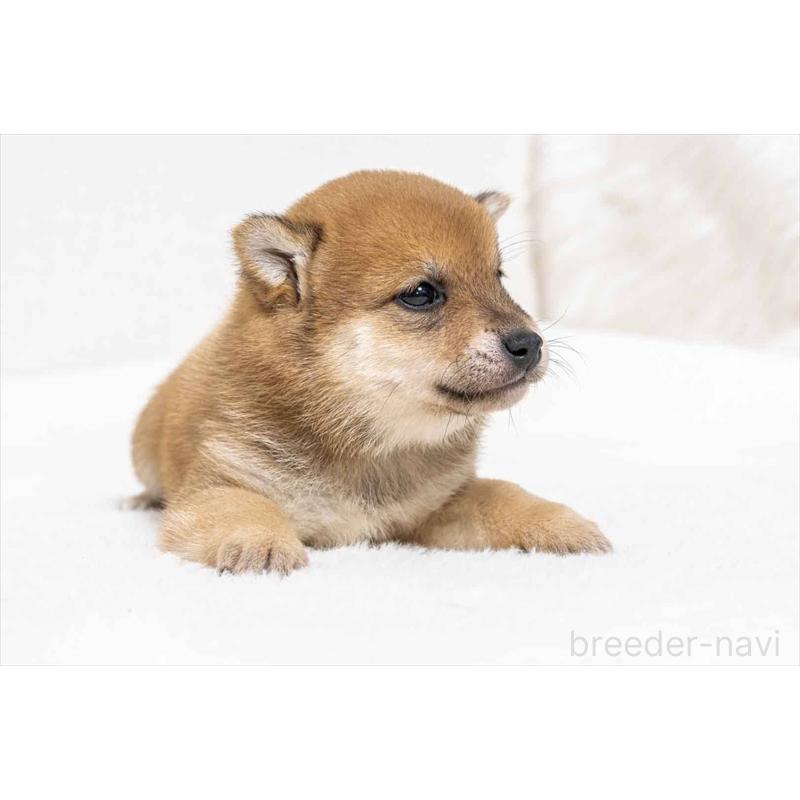 販売中の大分県の豆柴-439116の4枚目