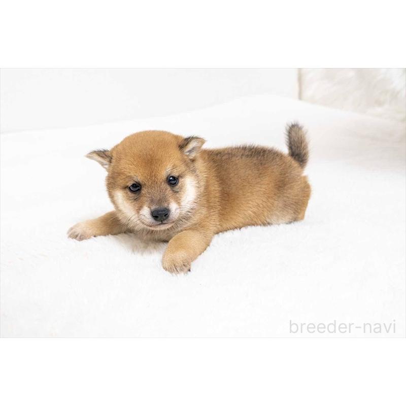 販売中の大分県の豆柴-439116の3枚目