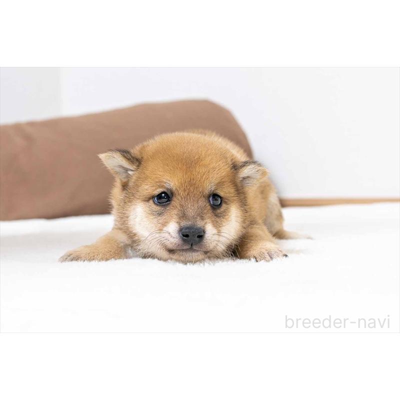 販売中の大分県の豆柴-439116の2枚目