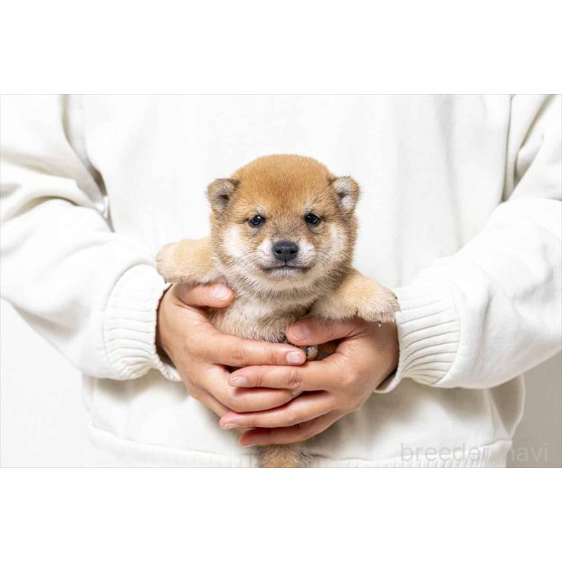 販売中の大分県の豆柴-439116