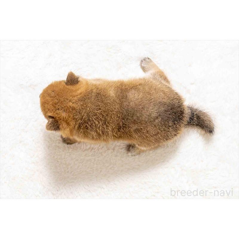 販売中の大分県の豆柴-439117の5枚目