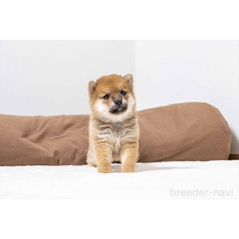 販売中の大分県の豆柴-439117の4枚目