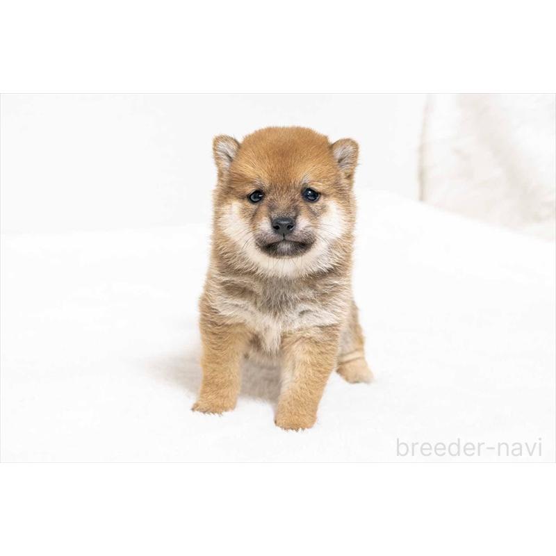 販売中の大分県の豆柴-439117の2枚目