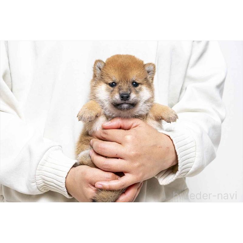 販売中の大分県の豆柴-439117の1枚目