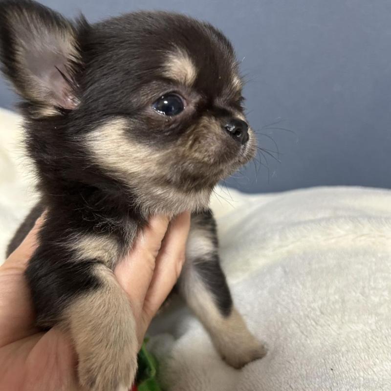 販売中の愛知県のチワワ(ロングコート)-439118の4枚目