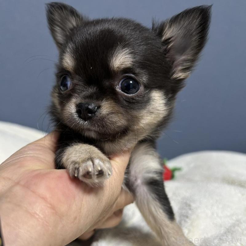 販売中の愛知県のチワワ(ロングコート)-439118の2枚目