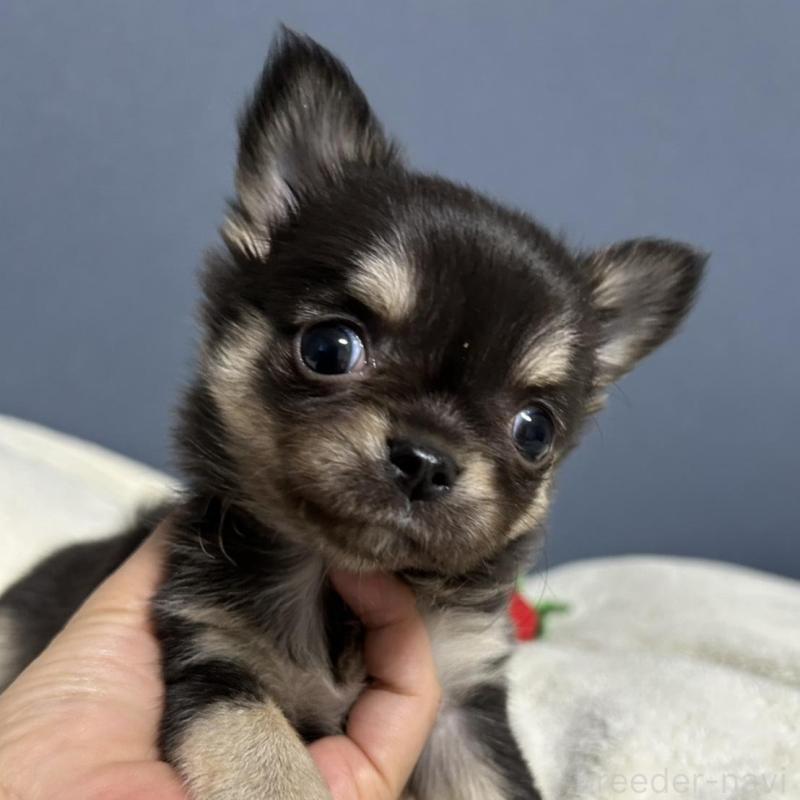 販売中の愛知県のチワワ(ロングコート)-439118の1枚目