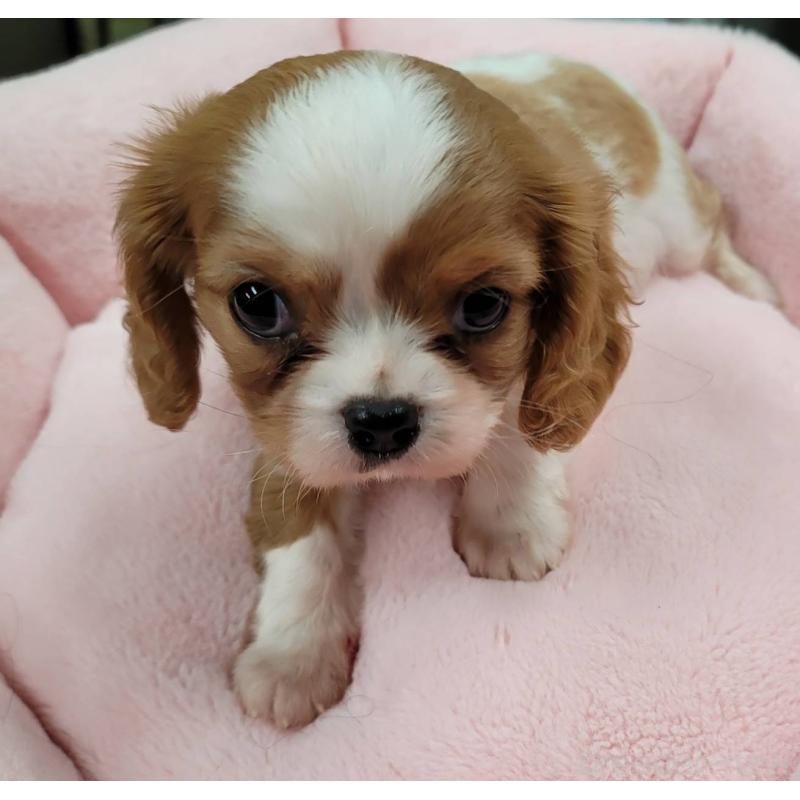 販売中の福岡県のキャバリアキングチャールズスパニエル-439119の9枚目