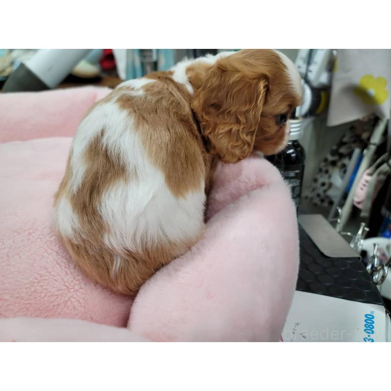 販売中の福岡県のキャバリアキングチャールズスパニエル-439119の6枚目