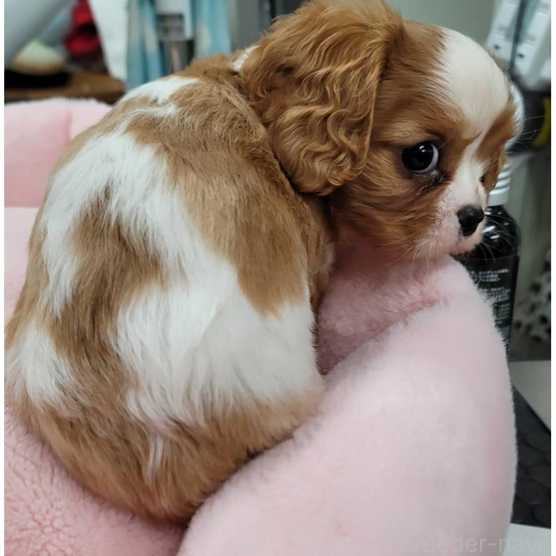 販売中の福岡県のキャバリアキングチャールズスパニエル-439119の5枚目