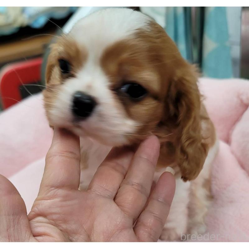 販売中の福岡県のキャバリアキングチャールズスパニエル-439119の4枚目