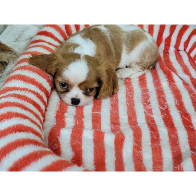 販売中の福岡県のキャバリアキングチャールズスパニエル-439119の3枚目