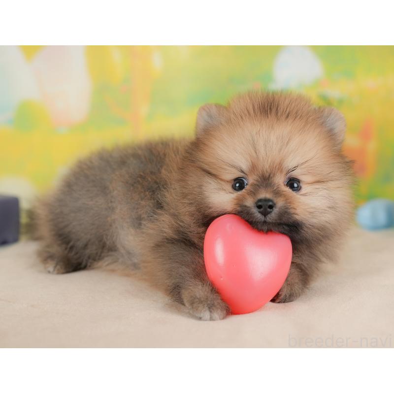 販売中の群馬県のポメラニアン-439121の7枚目