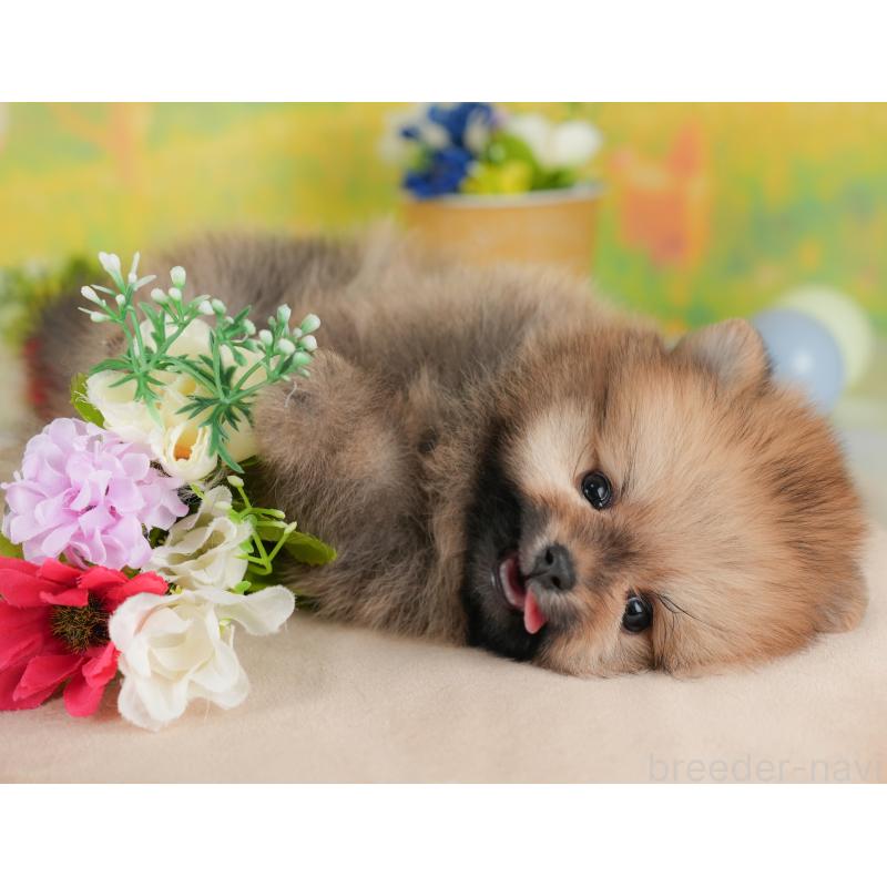 販売中の群馬県のポメラニアン-439121の4枚目