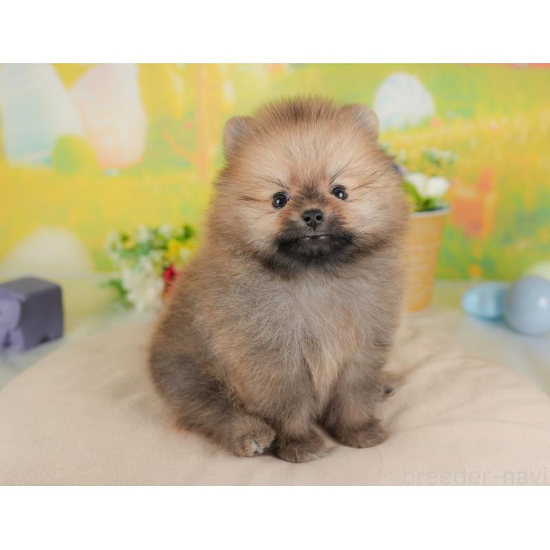 販売中の群馬県のポメラニアン-439121の3枚目