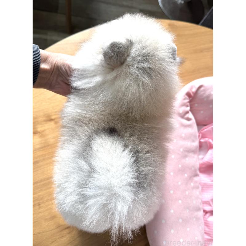 販売中の大阪府のポメラニアン-439120の9枚目