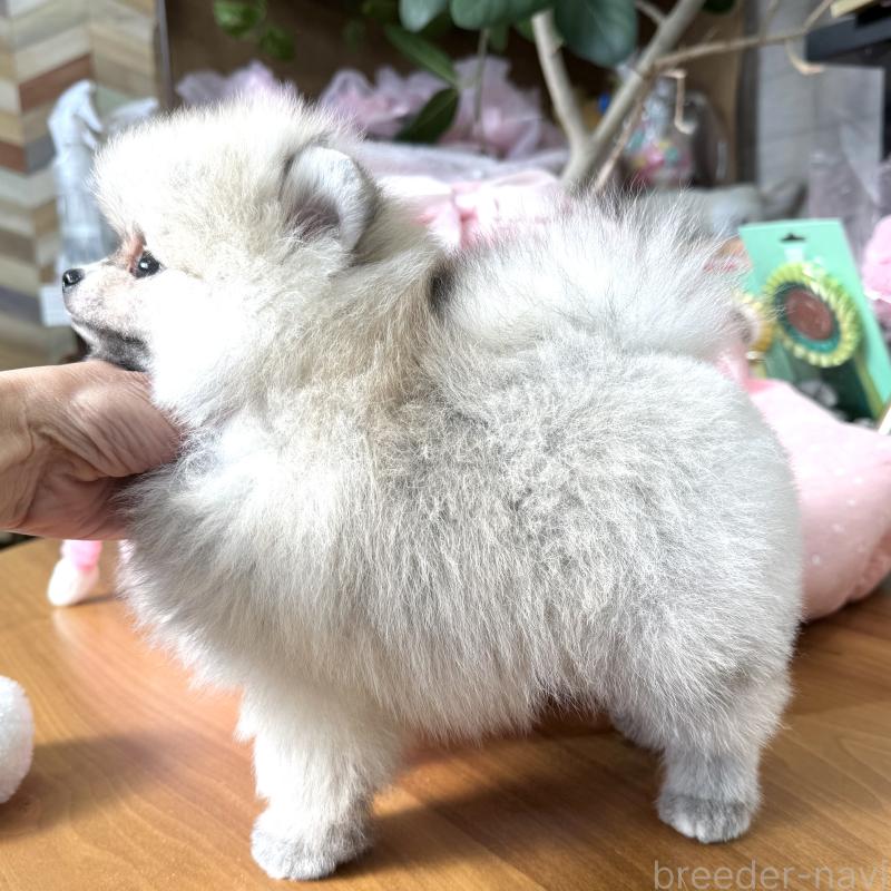 販売中の大阪府のポメラニアン-439120の8枚目