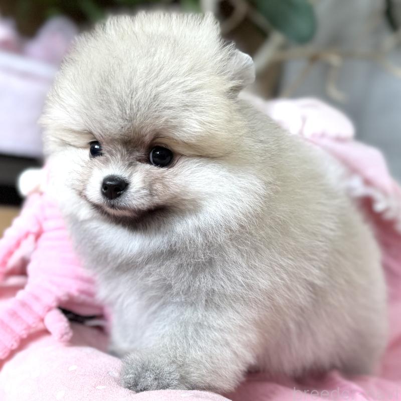 販売中の大阪府のポメラニアン-439120の7枚目