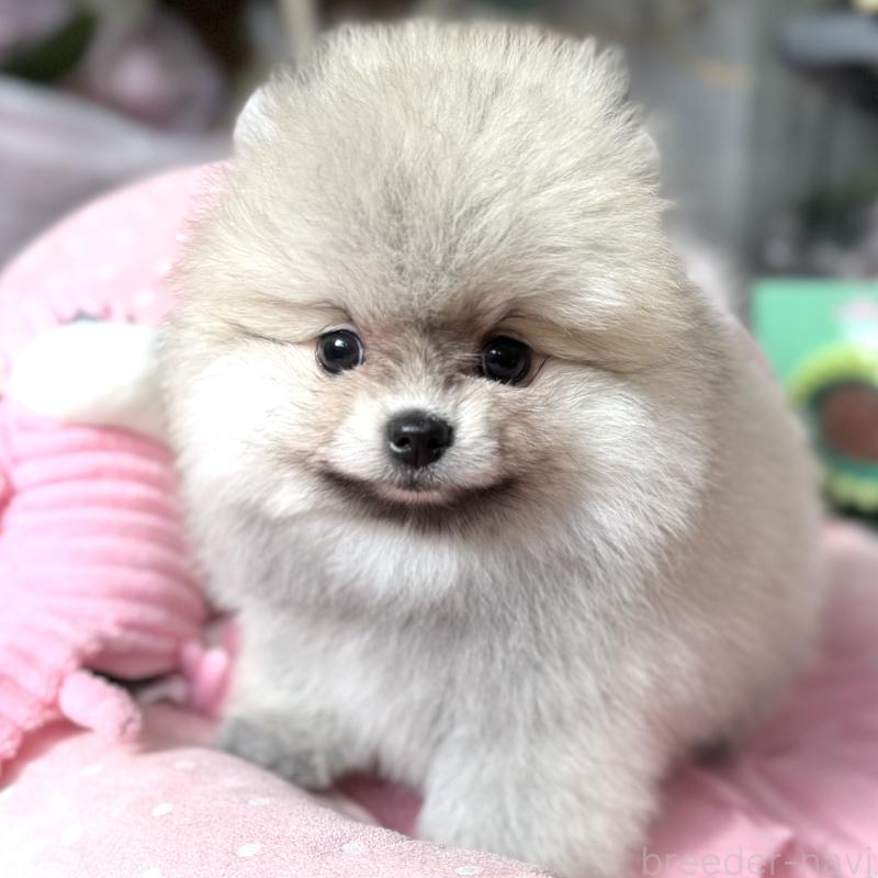 販売中の大阪府のポメラニアン-439120の6枚目