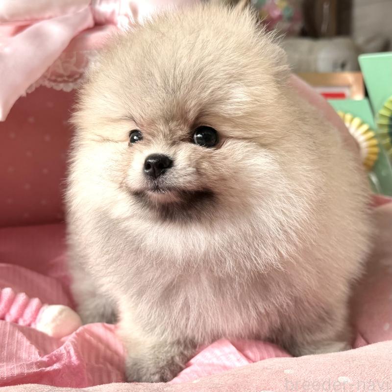 販売中の大阪府のポメラニアン-439120の5枚目