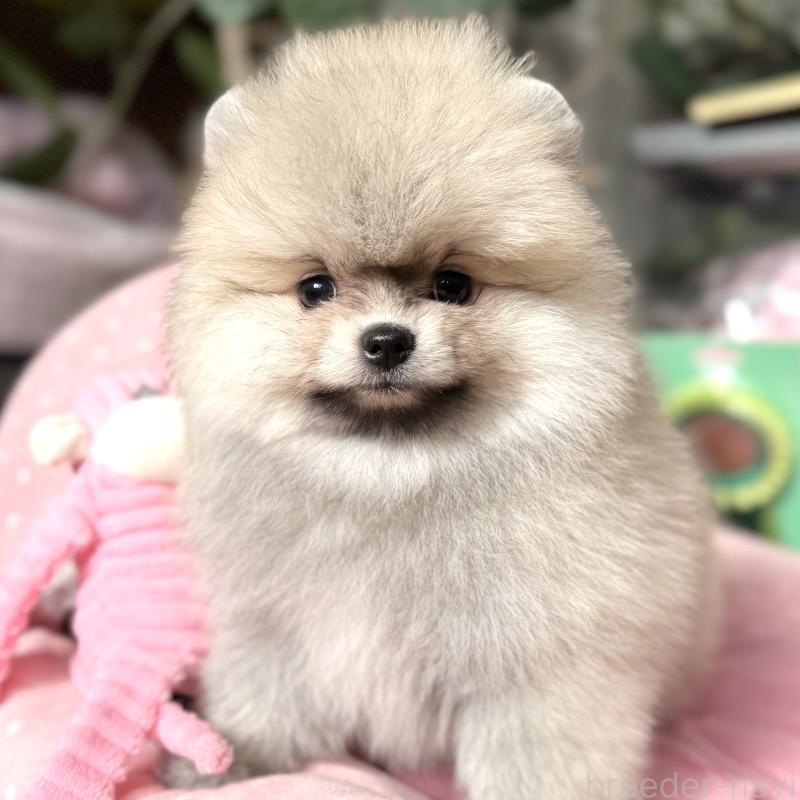 販売中の大阪府のポメラニアン-439120の4枚目