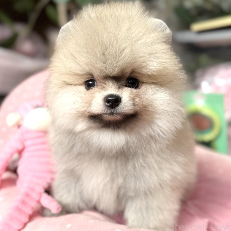 販売中の大阪府のポメラニアン-439120の3枚目