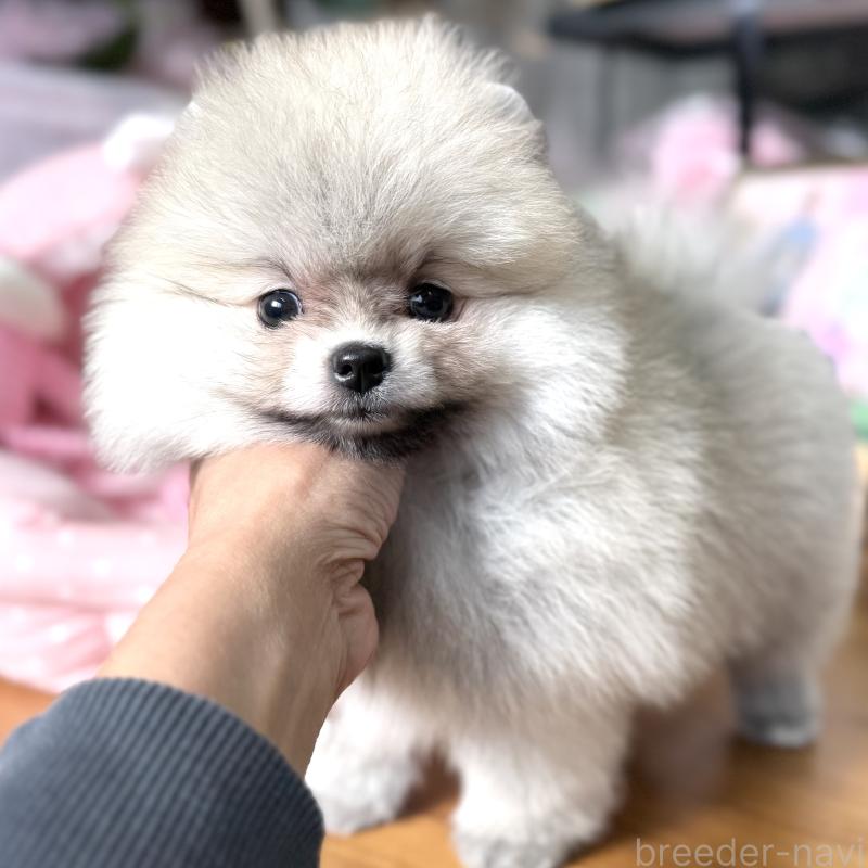 販売中の大阪府のポメラニアン-439120の2枚目
