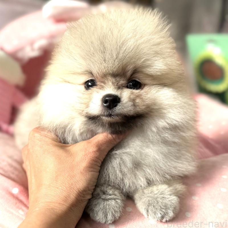 販売中の大阪府のポメラニアン-439120の1枚目