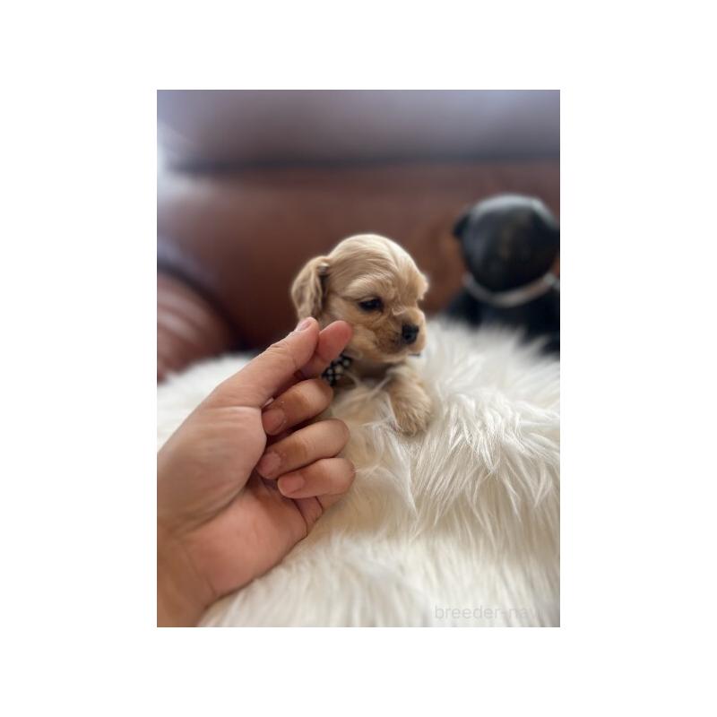 販売中の埼玉県のアメリカンコッカースパニエル-439122の5枚目