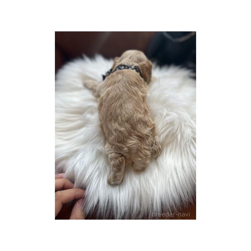 販売中の埼玉県のアメリカンコッカースパニエル-439122の3枚目