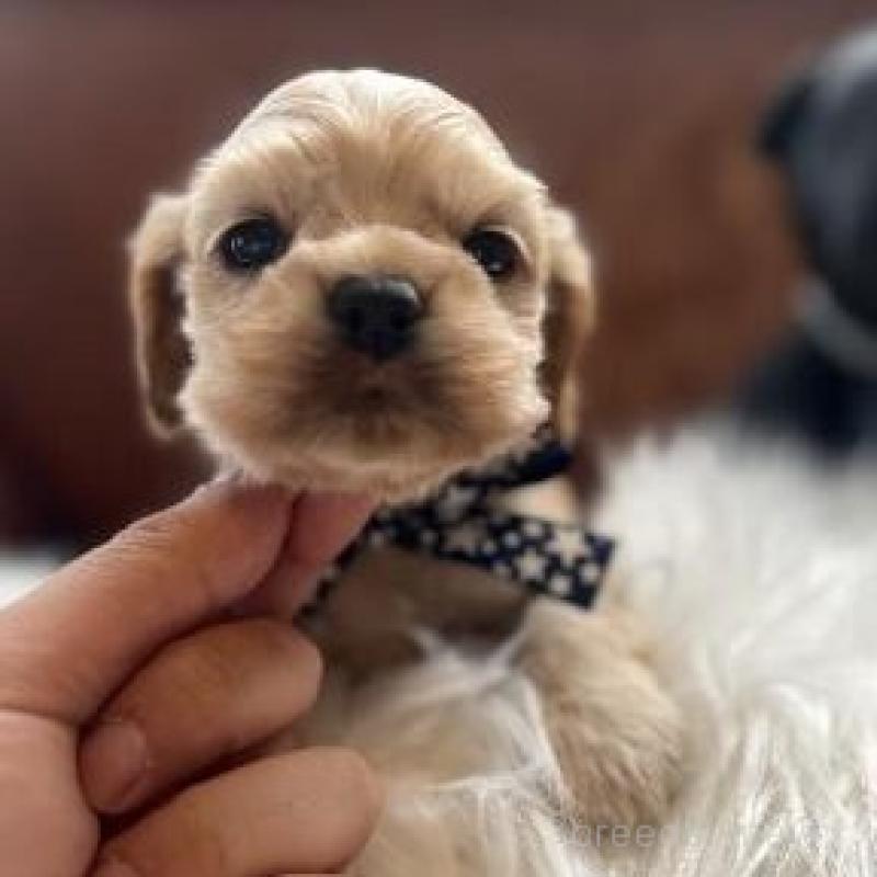 販売中の埼玉県のアメリカンコッカースパニエル-439122