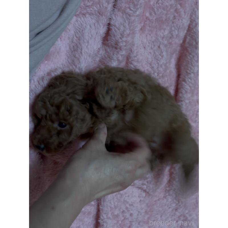 販売中の神奈川県のトイプードル-439414の2枚目