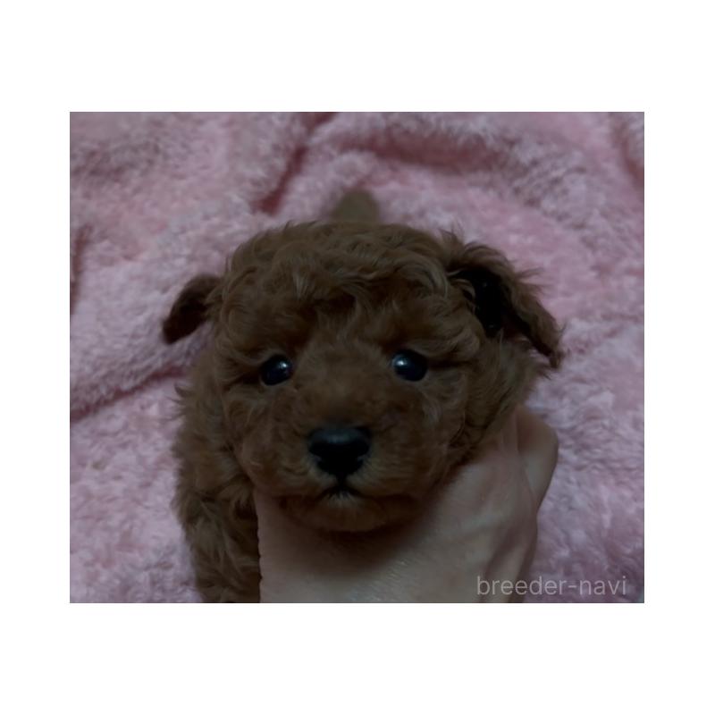 販売中の神奈川県のトイプードル-439414の3枚目