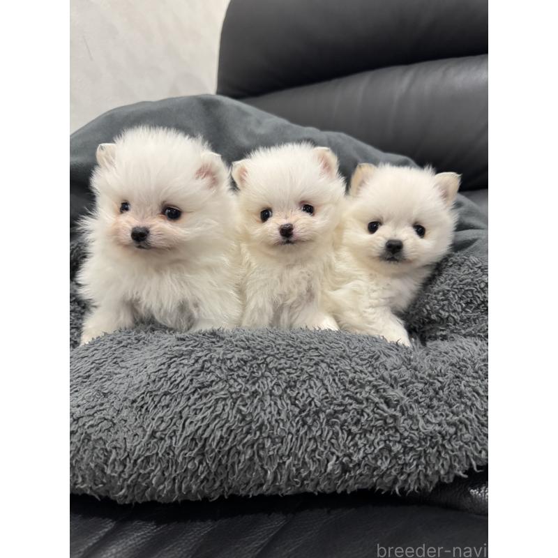 販売中の埼玉県のポメラニアン-439413の5枚目