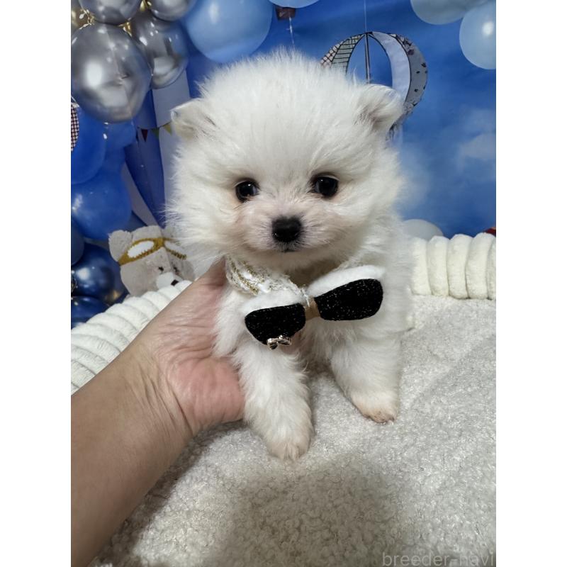 販売中の埼玉県のポメラニアン-439413の4枚目