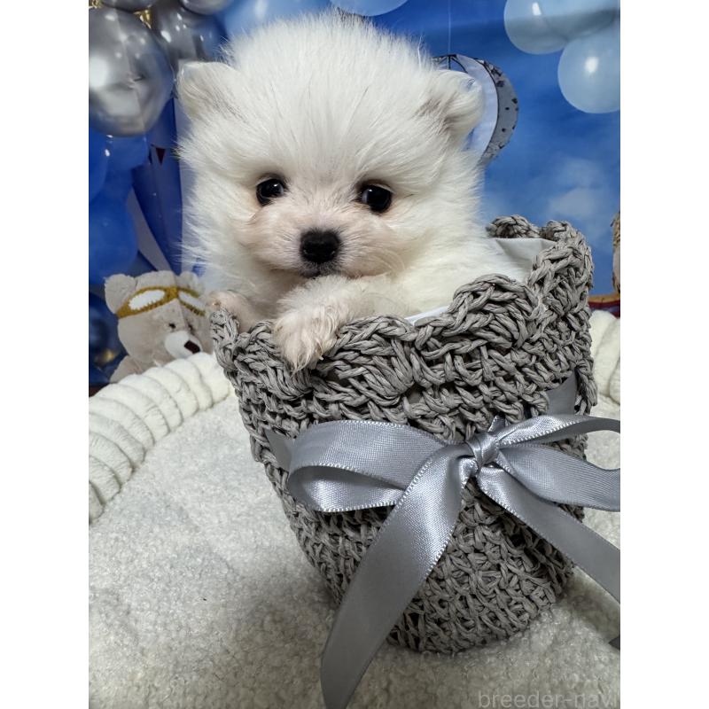 販売中の埼玉県のポメラニアン-439413の3枚目