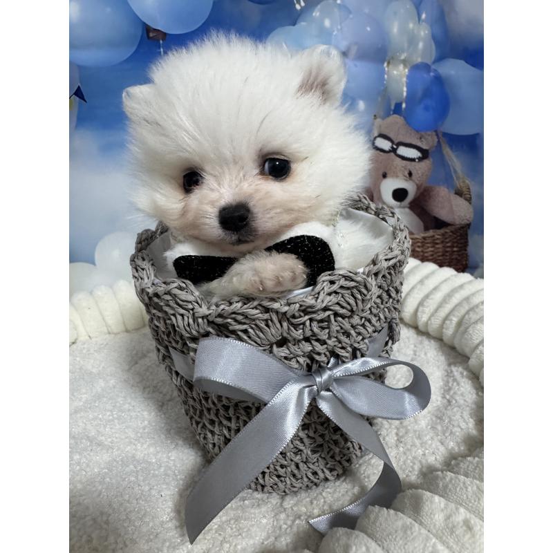 販売中の埼玉県のポメラニアン-439413の2枚目