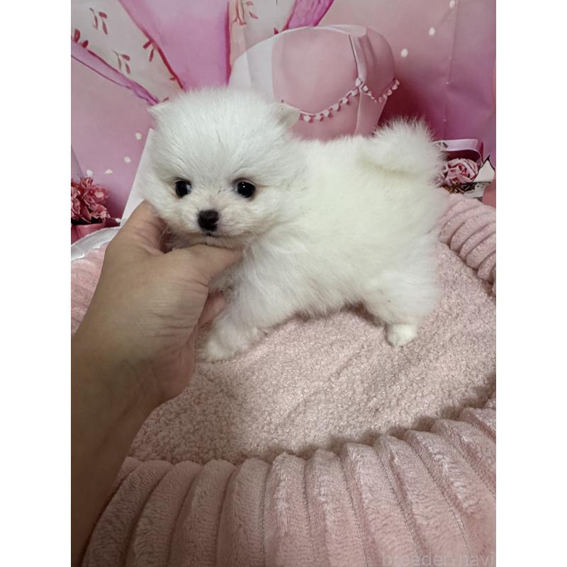 販売中の埼玉県のポメラニアン-439415の3枚目