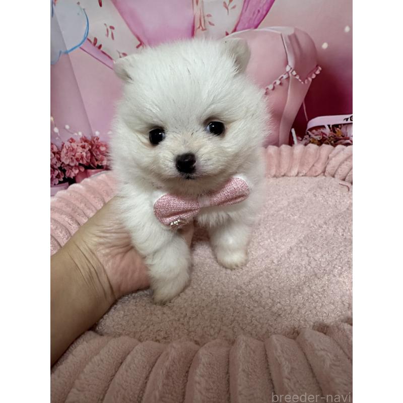 販売中の埼玉県のポメラニアン-439415