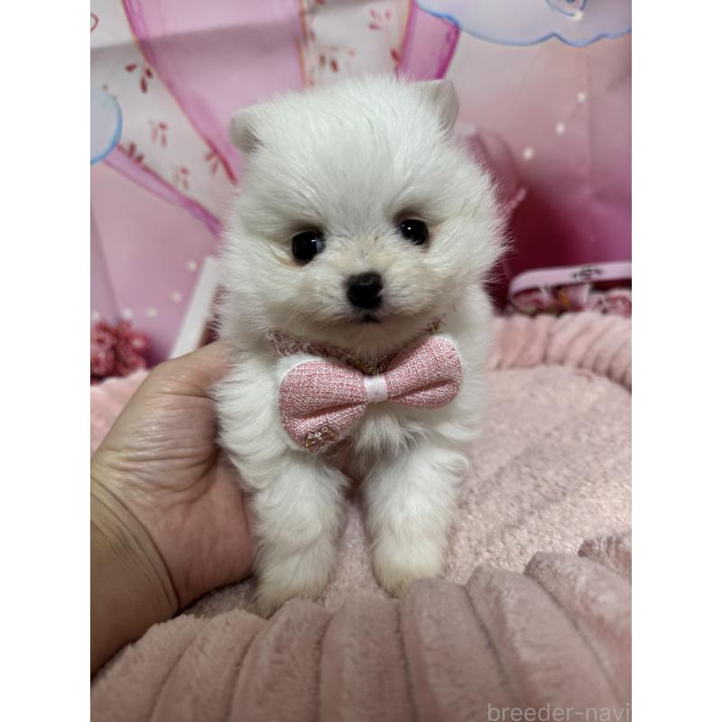 販売中の埼玉県のポメラニアン-439415の2枚目