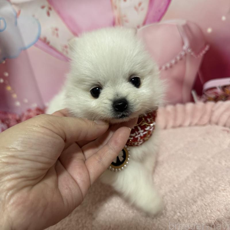 販売中の埼玉県のポメラニアン-439416の5枚目