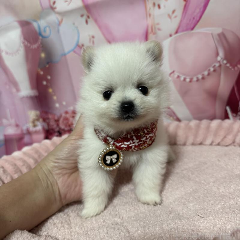 販売中の埼玉県のポメラニアン-439416