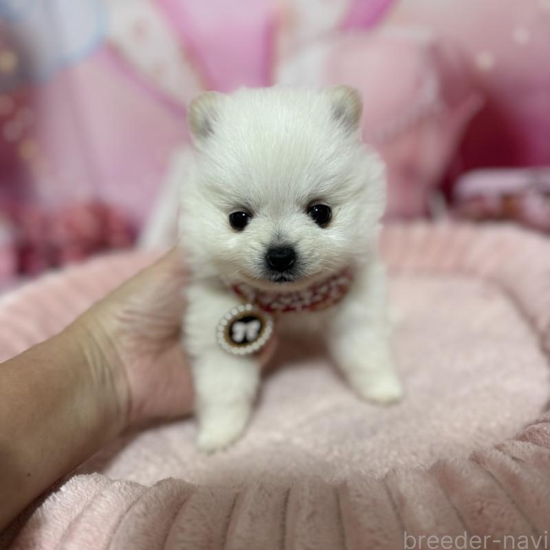 販売中の埼玉県のポメラニアン-439416の4枚目