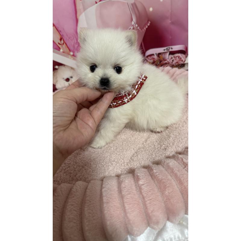 販売中の埼玉県のポメラニアン-439416の3枚目