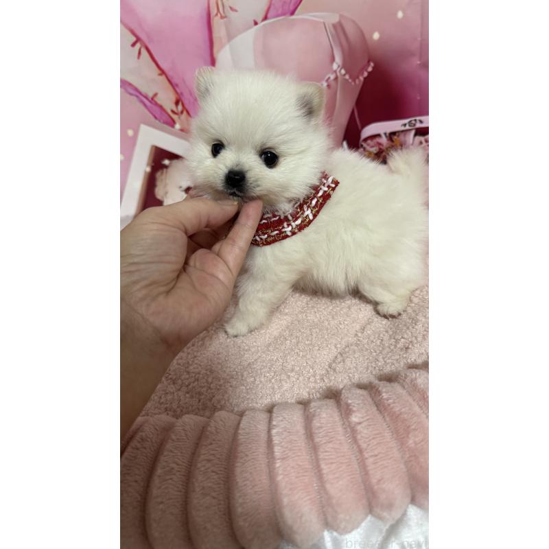 販売中の埼玉県のポメラニアン-439416の2枚目