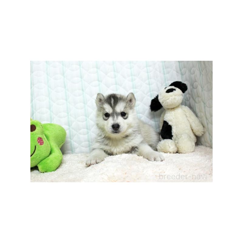 販売中の栃木県のシベリアンハスキー-439425の5枚目