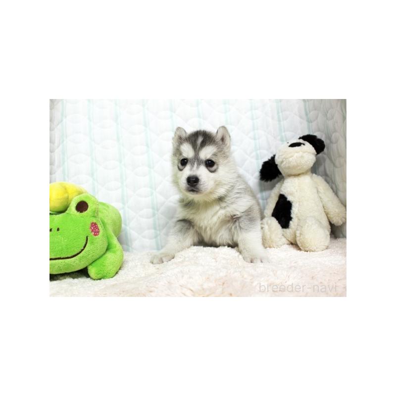 販売中の栃木県のシベリアンハスキー-439425の3枚目