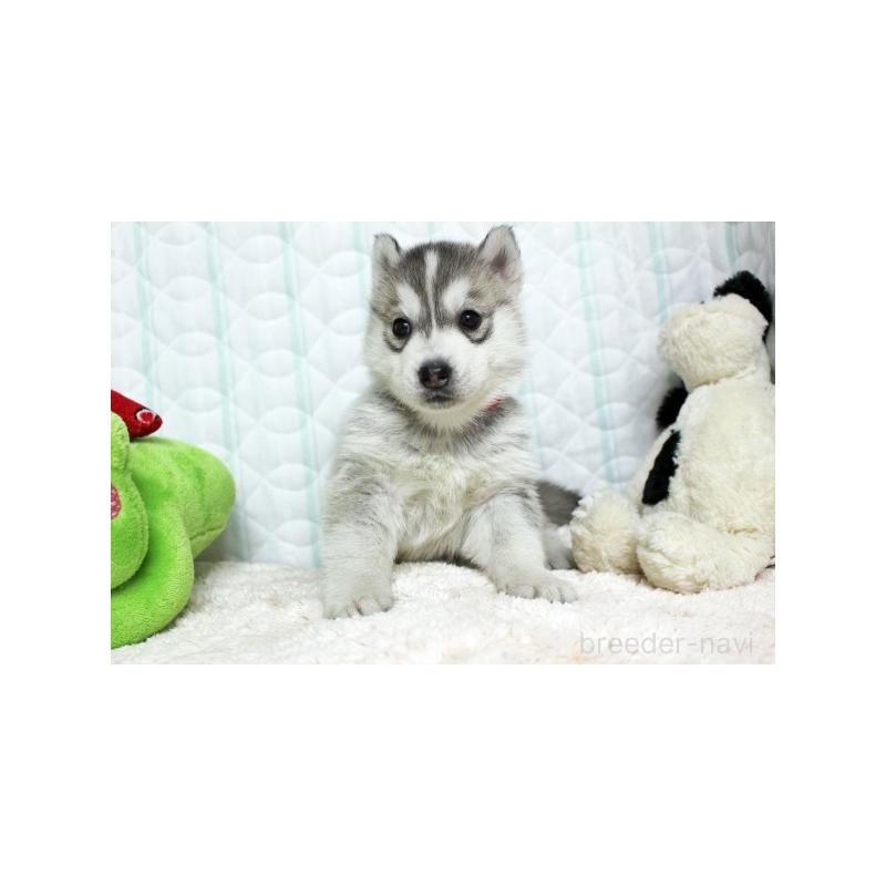 販売中の栃木県のシベリアンハスキー-439426の5枚目